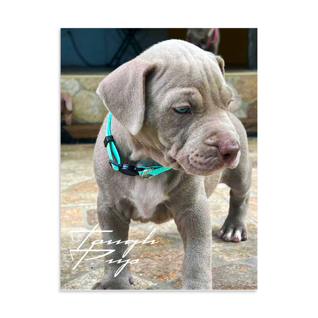 Photo of cute puppy with a serious expression on his face combined with the phrase ' Tough Pup '