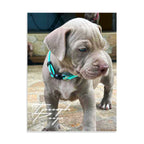 Photo of cute puppy with a serious expression on his face combined with the phrase ' Tough Pup '