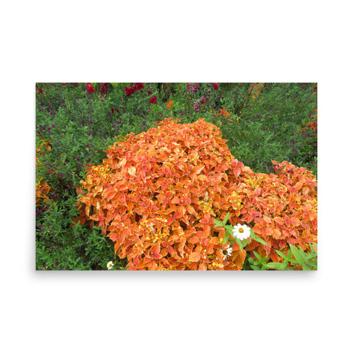 Colorful bunch of plants highlighted by huge patch of orange leafed plants