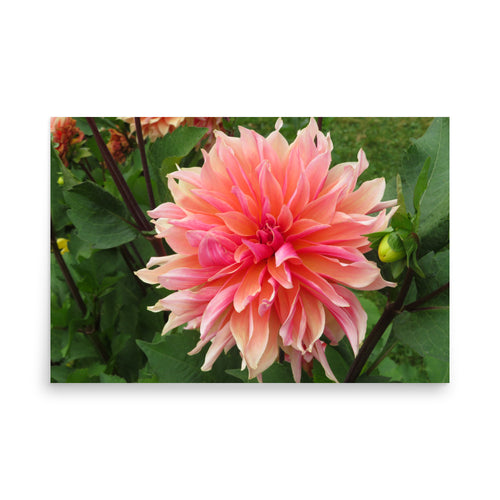 Beautiful pink flower with green leaves