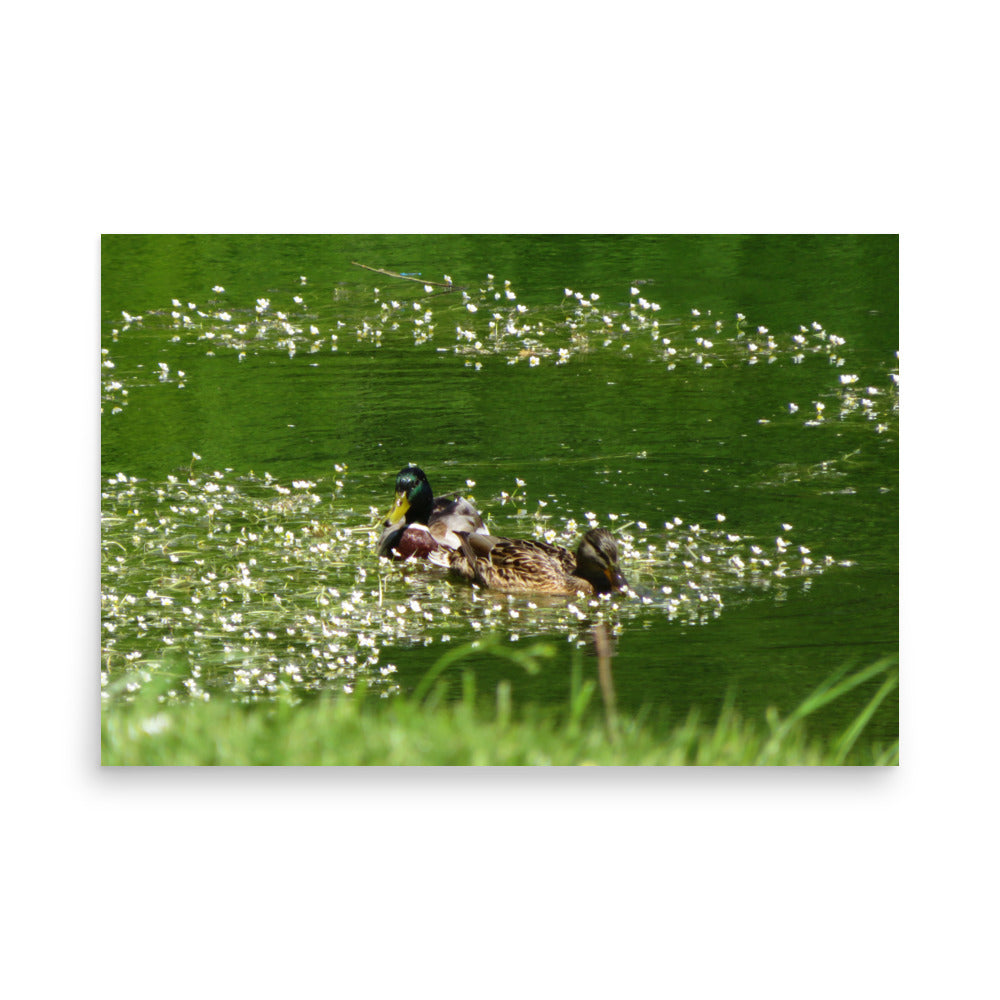 Two ducks swimming on a green body of water with grass at the edge.