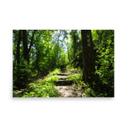 Winding path through a forest with sunlight filtering through the trees