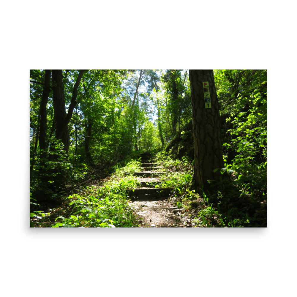 Winding path through a forest with sunlight filtering through the trees